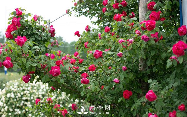 上海龙凤419推荐9个花园藤本月季品种！(图6)