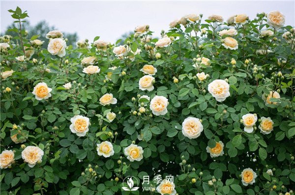 上海龙凤419推荐9个花园藤本月季品种！(图8)