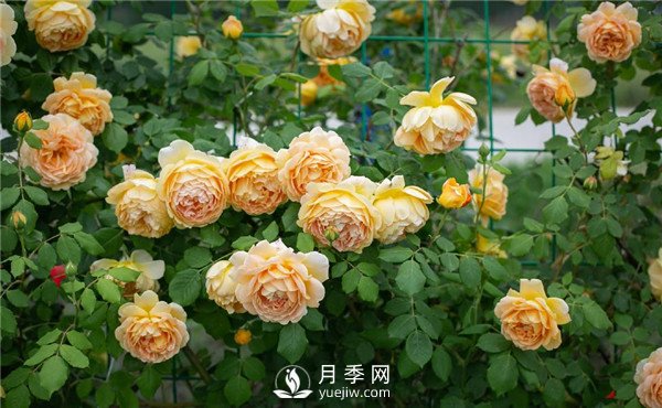 上海龙凤419推荐9个花园藤本月季品种！(图3)
