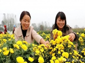 农民种植菊花，既能欣赏也能致富发家
