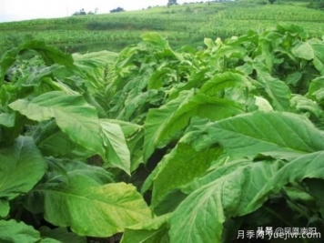 方城柳河：推进烟叶种植，致力乡村发展