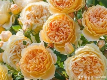 大花香水月季的养护方法，分享10种花香飘满屋