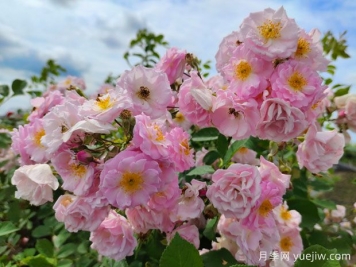 山木香和野蔷薇的辨识区别
