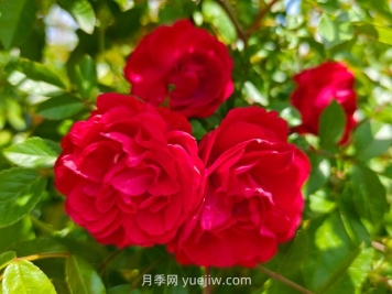 月季红木香爆花机器，花艳丽花量大花期长