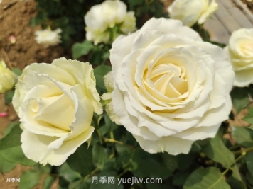 十一朵白玫瑰的花语和寓意