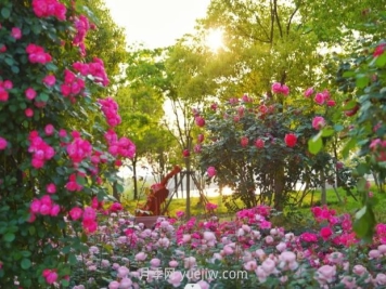 上海前滩休闲公园，月季花海盛景等你赏