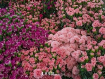 中国6大花市，全国花卉批发市场介绍