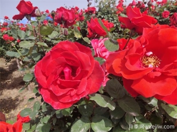 月季、玫瑰、蔷薇分别是什么？如何区别？