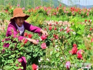 山东淄博沂源60亩月季花竞放，美丽产业助推特色乡村旅游