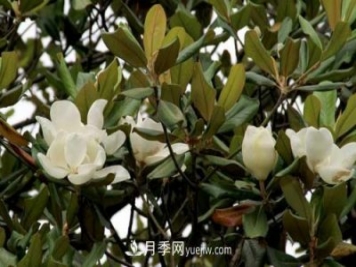 南召广玉兰树种植方法，适合种植在家里吗