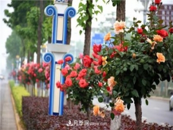 河北北京天津树状月季成风景线，四季应该怎么养护？