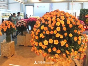 2020年云南“10大名花”千万元奖励，多个月季种苗获奖